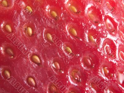 strawberrry seeds strawberrry seeds
