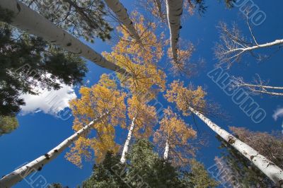 Trees and clouds.