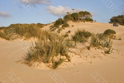 Bushes on sand