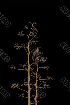 Two birds on black background Two birds on black background