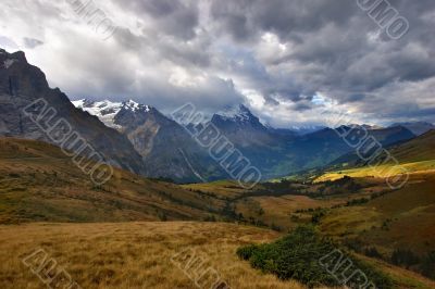 The turned yellow meadow