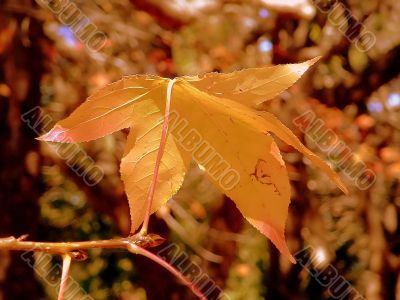 Autumn Leaf