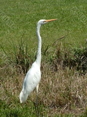 Egret Egret