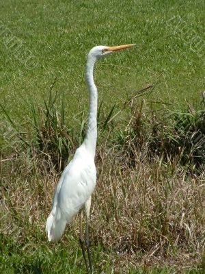 Egret