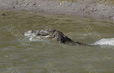 salt water crocodile