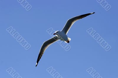 seagull in flight