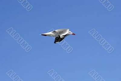 seagull in flight seagull in flight