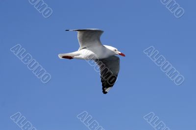 seagull in flight seagull in flight