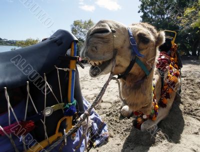 camel camel