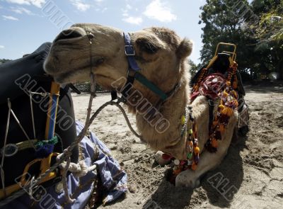 camel camel