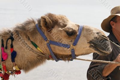 camel camel