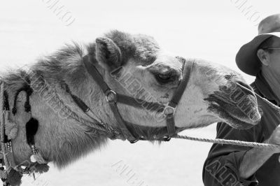 camel camel