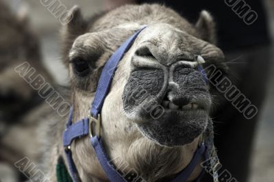 camel camel