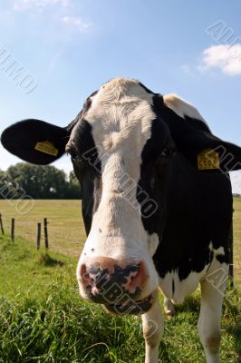 Cow is taking a look