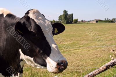 Cow is taking a look