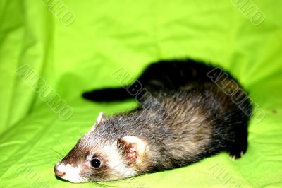 Ferret Animal