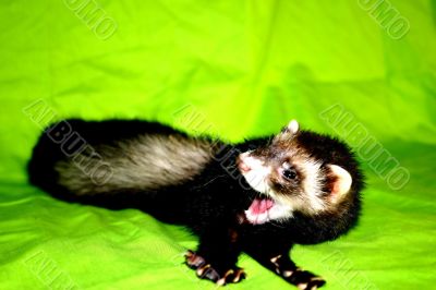 Ferret Animal
