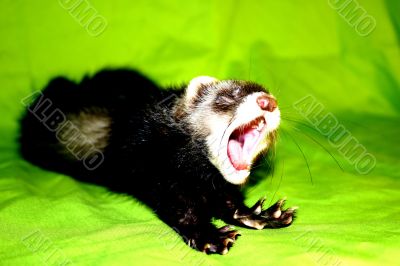 Ferret Animal