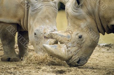 White Rhinoceros