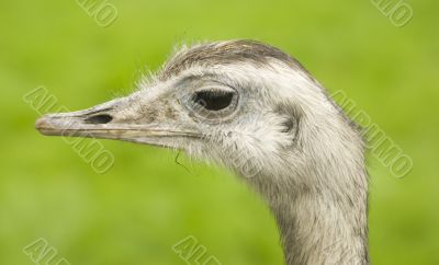Common Rhea Common Rhea