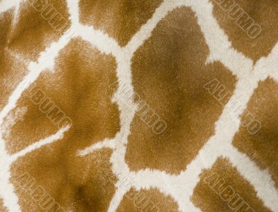 Giraffe Skin