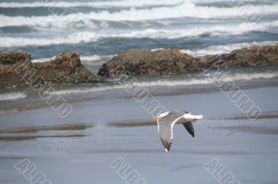 Western gull flying on beach
