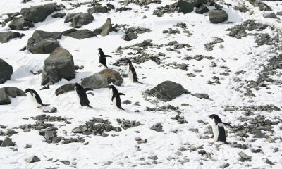 Six young Adelie penguins out for a stroll