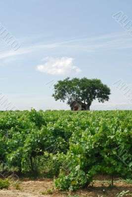 Pinet 2 Pinet 2