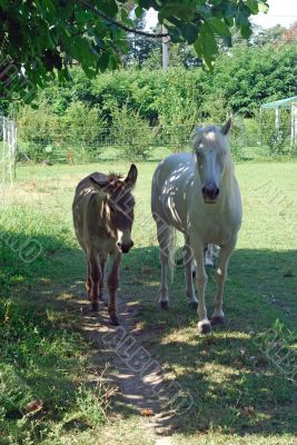 Provence - Animals