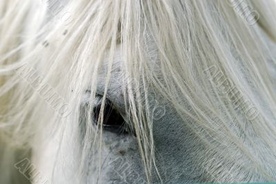 Horse`s eye