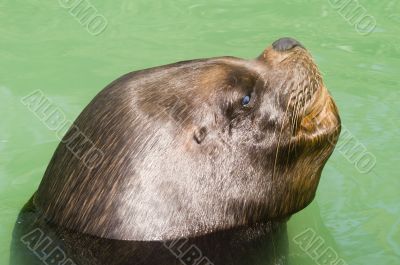 Patagonian Sea Lion