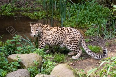 Amur Leopard