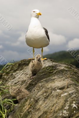 Lesser Black-backed Gull &amp; Chicks