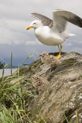 Lesser Black-backed Gull &amp; Chicks