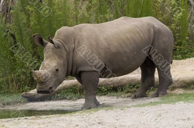 White Rhinoceros White Rhinoceros