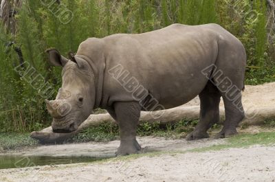 White Rhinoceros