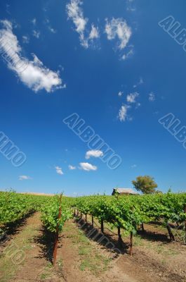 Vineyard Landscape