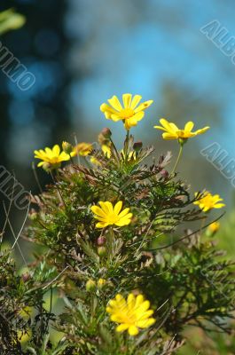 springtime flora