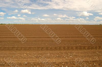 agricultural field