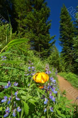 hiking trail in the mountains