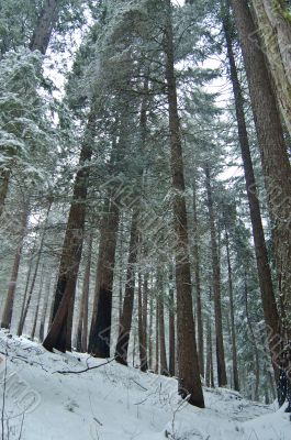 snowy forest in winter snowy forest in winter
