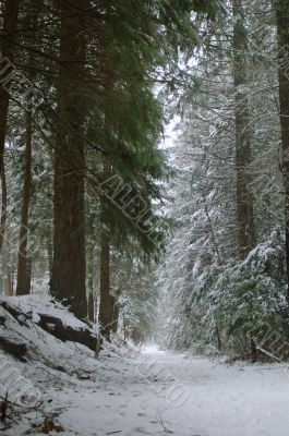 snowy trail in the woods