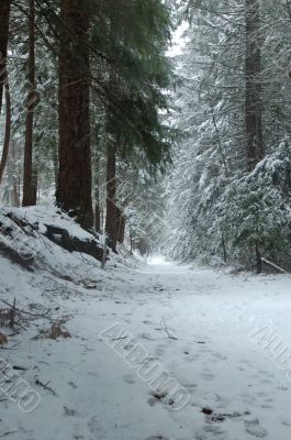 snowy trail in the woods