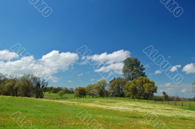 springtime meadow