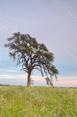 springtime meadow