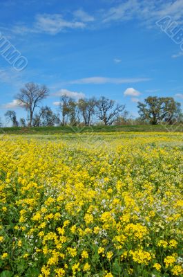 springtime meadow springtime meadow