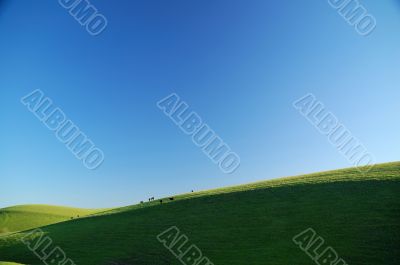 cattle on a sunny hillside