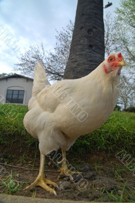 hen