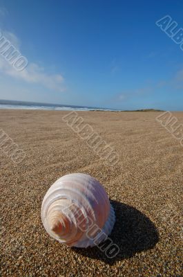 Seashell on the beach