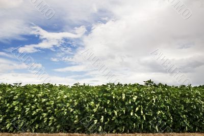 Leafy Crop and Cloudy Sky